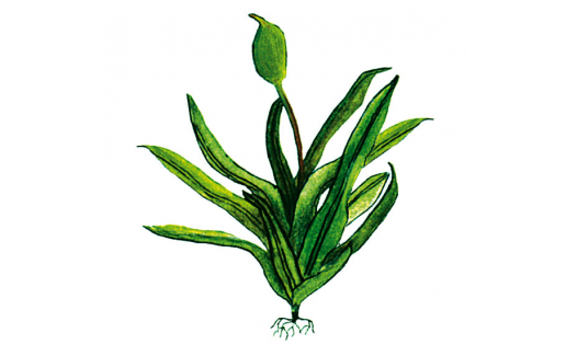 Вейсия оттопыренная (Weissia squarrosa)