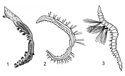 Кольчатые черви: 1 — щетинкобрюх улитковый (Chaetogaster limnaei); 2 — найас ложнопритупленный (Nais pseudobtusa); 3 — рипистес паразитический (Ripistes parasita)