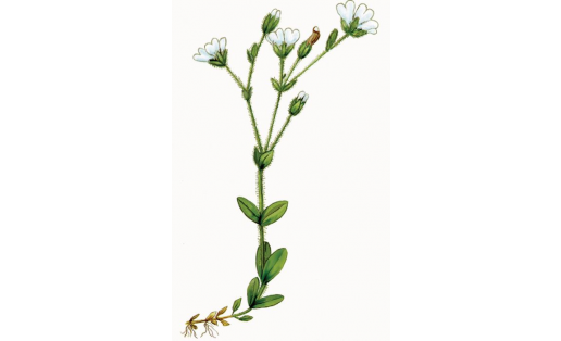 Крылов зыягөлө (Cerastium krylovii)