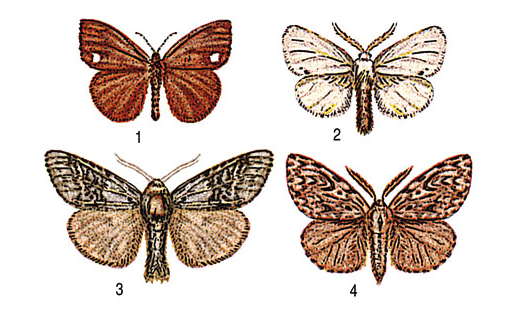 Волнянки: 1 – волнянка античная (Orgyia antiqua); 2 – златогузка (Euproctis chrysorrhoea); 3 – краснохвост (Dasychira pudibunda); 4 – монашенка (Lymantria monacha)