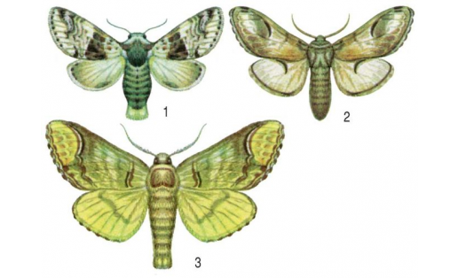 Хохлатки:  1 — гарпия берёзовая (Cerura bicuspis);  2 — хохлатка-зигзаг (Notodonta ziczac);  3 — лунка серебристая (Phalera bucephala)
