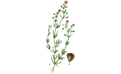 Торичник красный (Spergularia rubra): а — растение; б — семя.