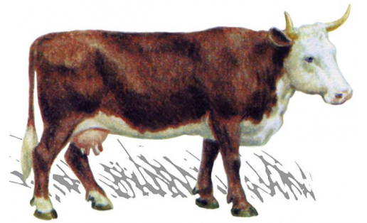 Корова казахской белоголовой породы