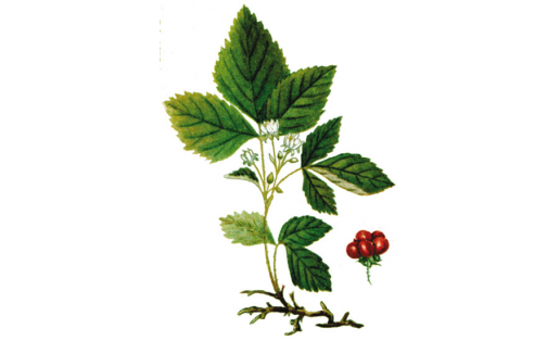 Ябай ҡыҙыл бөрлөгән (Rubus saxatilis)