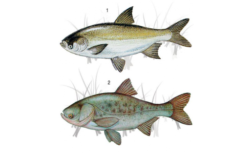 Толстолобиктар:  1 — аҡ (Hypophtalmichthys molitrix);  2 — сыбар (Aristichthys nobilis)