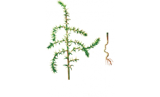 Солянка южная (Salsola australis)