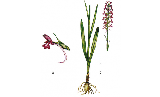 Кокушник длиннорогий (Gymnadenia conopsea): а — цветок; б — цветущее растение