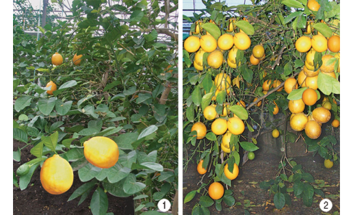 Лимон (Citrus limon). Сорта: 1 — Лейсан; 2 — Ташкентский