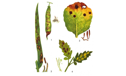 Дейтеромицеты: 1 — коллетотрих Линдемута (Colletotrichum lindemuthianum) на плодах фасоли; 2 — альтернария капустная (Alternaria brassicae) на листьях капусты; 3 — гельминтоспорий ячменный (Helminthosporium sativum) на листьях ячменя; 4 — кладоспорий буры