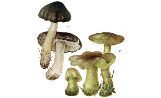 Трихоломы: 1 — трихолома серая (Tricholoma portentosum); 2 — зеленушка (Tricholoma flavovirens)