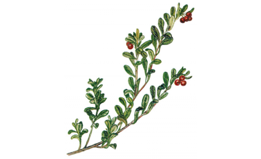 Толокнянка обыкновенная (Arctostaphylos uva-ursi)