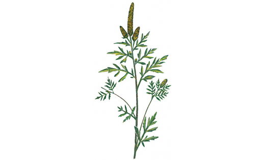 Әрем япраҡлы амброзия (Ambrosia artemisifolia)