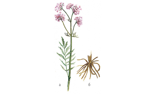 Валериана лекарственная (Valeriana officinalis): а — цветущий побег; б — корень