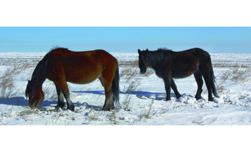 Лошади башкирской породы на тебенёвке Horses of the Bashkir breed on winter-grazing
