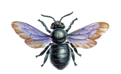 Пчела-плотник (Xylocopa valga)