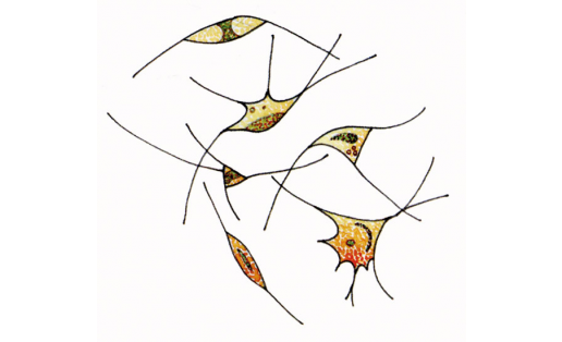 Хризамёба планктонная (Chrisamoeba planctоnica)