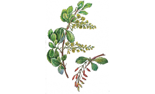 Барбарис обыкновенный (Berberis vulgaris)