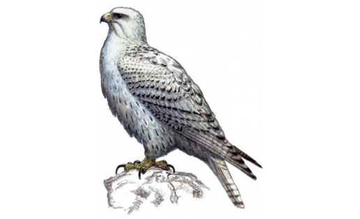 Шоңҡар (Falco rusticolus)