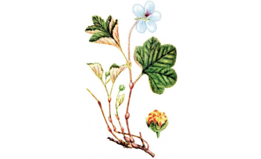 Морошка (Rubus chamaemorus)