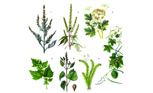 Инвазивные растения: 1 — амброзия многолетняя (Ambrosia psylostachya); 2 — амброзия трёхраздельная (Ambrosia trifida); 3 — борщевик Сосновского (Heracleum sosnowskyi); 4 — дурнишник обыкновенный (Xanthium strumarium); 5 — циклахена дурнишниколистная (Cyclachaena xanthiifolia); 6 — элодея канадская (Elodea canadensis); 7 — эхиноцистис лопастной (Echinocystis lobata) Invasive plants: 1 – western ragweed (Ambrosia psylostachya); 2 – giant ragweed (Ambrosia trifida); 3 – Sosnowski’s hogweed (Heracleum sosnowskyi); 4 – common cocklebur (Xanthium strumarium); 5 – giant sumpweed (Cyclachaena xanthiifolia); 6 – Canadian elodea (Elodea canadensis); 7 – wild cucumber (Echinocystis lobata)