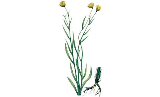 Солонечник растопыренный (Galatella divaricata)