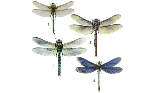 Стрекозы: 1 — бабка металлическая (Somatochlora metallica); 2 — коромысло большое (Aeschna grandis); 3 — коромысло синее (Aeschna cyanea); 4 — красотка-девушка (Calopteryx virgo)