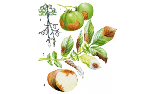 Фитофтороз картофеля и томатов (возбудитель — Phytophthora infestans): 1 — конидиальное спороношение гриба; 2 — поражение плодов томата;  3 — поражение листьев картофеля; 4 — поражение клубней картофеля
