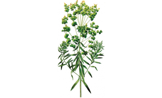 Молочай Вальдштейна (Euphorbia waldsteinii)