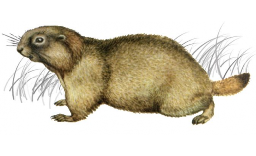 Һыуыр (Marmota bobak)