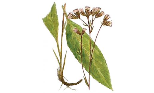 Соссюрея малоцветковая (Saussurea parviflora)