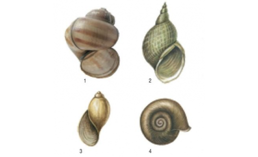 Раковины брюхоногих моллюсков: 1 — живородки речной (Viviparus viviparus); 2 — прудовика обыкновенного (Lymnaea stagnalis); 3 — физы пузырчатой (Physa fontinalis); 4 — катушки роговой (Planorbarius corneus)