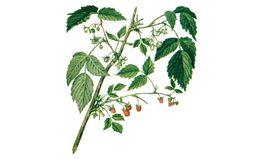 Ҡырағай ҡурай еләге (Rubus idaeus)