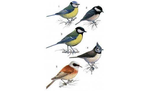 Синицевые: 1 — лазоревка обыкновенная (Parus caeruleus); 2 — московка (Parus ater); 3 — синица большая (Parus major); 4 — синица хохлатая (Parus cristatus); 5 — ремез (Remiz pendulinus)