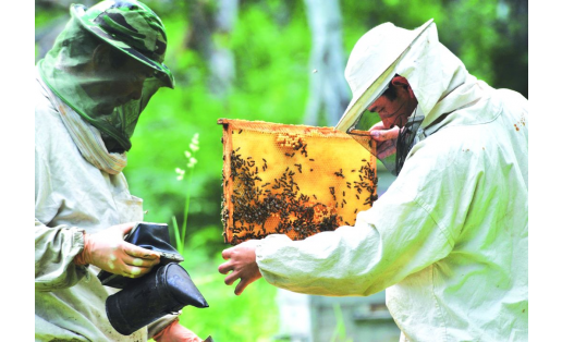 Осмотр пчелиной рамки Inspection of the bee frame
