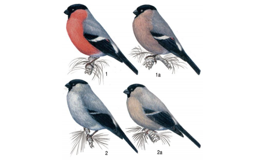 Снегири: 1 - снегирь обыкновенный (Pyrrhula pyrrhula), самец; 1а - то же, самка; 2 - снегирь серый (Pyrrhula cineracea), самец; 2а - то же, самка