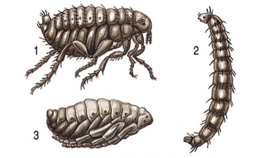 Блоха человеческая (Pulex irritans): 1 - взрослая особь; 2 - личинка; 3 - куколка