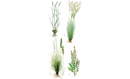 Ксерофиты: 1 – житняк сибирский (Agropyron sibiricum); 2 – ковыль перистый (Stipa pennata); 3 – овсяница скальная (Festuca rupicola); 4 – полынь полевая (Artemisia campestris)