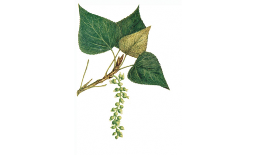 Ҡара тирәк (Populus nigra)