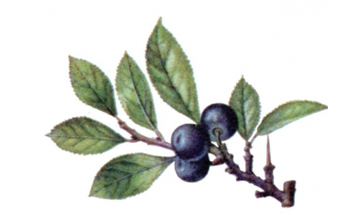 Күгән (Prunus spinosa)