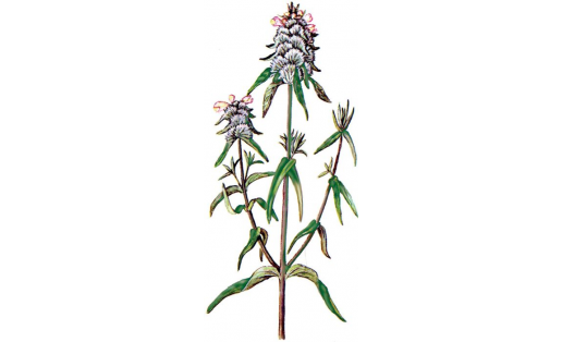 Марьянник гребенчатый (Melampyrum cristatum)