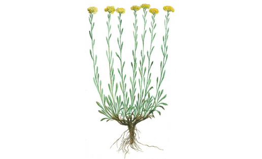 Ҡомлоҡ шиңмәҫгөлө (Helichrysum arenarium)
