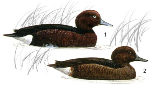 Чернеть белоглазая (Aythya nyroca):  1 — самец; 2 — самка