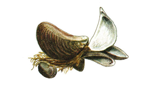Дрейссена речная (Dreissena polymorpha)