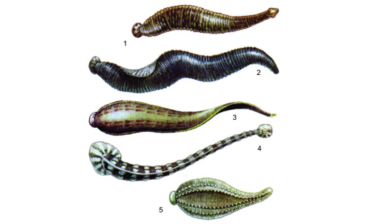 Пиявки: 1 — герпобделла обыкновенная (Herpobdella octoculata); 2 — пиявка ложноконская (Haemopis sanguisuga); 3 — пиявка медицинская (Hirudo medicinalis); 4 — пиявка рыбья (Piscicola geometra); 5 — пиявка улитковая (Glossiphonia complanata) Leeches: 1 – common herpoda (Herpobdella octoculata); 2 – horse leech (Haemopis sanguisuga); 3 – medicinal leech (Hirudo medicinalis); 4 – fish leech (Piscicola geometra); 5 – cochlear leech (Glossiphonia complanata)