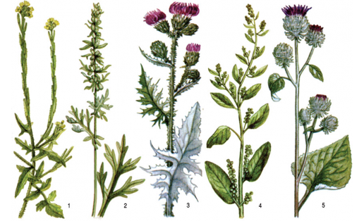 Рудераль үҫемлектәр: 1 – дарыулы эт ҡаҡыһы (Sisymbrium officinale); 2 –ябай әрем (Artemisia vulgaris); 3 – бөҙрә шайтан таяғы (Carduus crispus); 4 – ҡырҡйемеш алабута (Chenopodium polyspermum); 5 – кейеҙле дегәнәк (Arctium tomentosum)