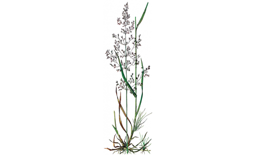 Полевица столонообразующая (Agrostis stolonifera)