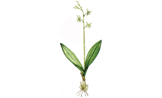 Лёзель липарисы (Liparis loeselii)