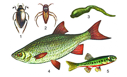 Водные животные: 1 — водолюб чёрный (Hydrous piceus); 2 — гладыш обыкновенный (Notonecta glauca); 3 — пиявка большая ложноконская (Haemopis sanguisuga); 4 — краснопёрка (Scardinius erythrophthalmus); 5 — гольян обыкновенный (Phoxinus phoxinus) Aquatic animals: 1 — great silver water beetle (Hydrous piceus); 2 — backswimmer (Notonecta glauca); 3 — horse leech (Haemopis sanguisuga); 4 — rudd (Scardinius erythrophthalmus); 5 — ordinary minnow (Phoxinus phoxinus)