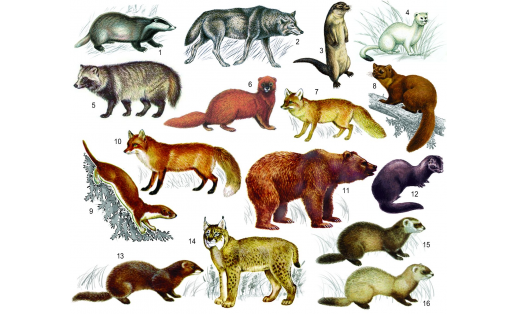 Хищные: 1 — барсук (Meles meles); 2 — волк (Canis lupus); 3 — выдра речная (Lutra lutra); 4 — горностай (Mustela erminea); 5 — енотовидная собака (Nyctereutes procyonoides); 6 — колонок (Mustela sibirica); 7 — корсак (Vulpes corsac); 8 — куница лесная (Martes martes); 9 — ласка (Mustela nivalis); 10 — лисица обыкновенная (Vulpes vulpes); 11 — медведь бурый (Ursus arctos); 12 — норка американская (Neovison vison); 13 — норка европейская (Mustela lutreola); 14 — рысь (Felis lynx); 15 — хорь лесной (Mustela putorius); 16 — хорь степной (Mustela eversmanni) Carnivores: 1 – badger (Meles meles); 2 – wolf (Canis lupus); 3 – river otter (Lutra lutra); 4 – stoa (Mustela erminea); 5 – raccoon dog (Nyctereutes procyonoides); 6 – Siberian weasel (Mustela sibirica); 7 – corsac wolf (Vulpes corsac); 8 – pine marten (Martes martes); 9 – weasel (Mustela nivalis); 10 – red fox (Vulpes vulpes); 11 – brown bear (Ursus arctos); 12 – American mink (Neovison vison); 13 – European mink (Mustela lutreola); 14 – lynx (Felis lynx); 15 – European polecat (Mustela putorius); 16 – steppe polecat (Mustela eversmanni)
