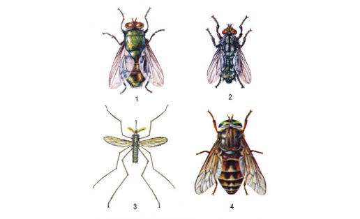 Двукрылые: 1 — зелёная падальная муха (Lucilia sericata); 2 — серая мясная муха (Sarcophaga carnaria); 3 — комар-пискун (Culex pipiens); 4 — слепень бычий (Tabanus bovinus)